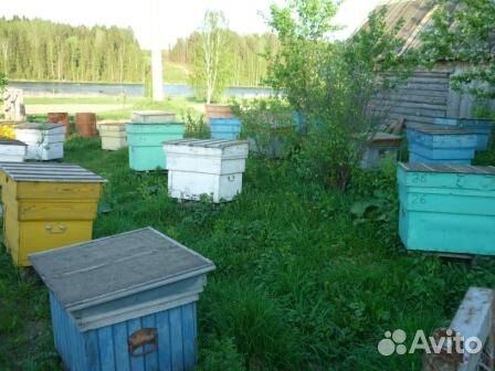 Пчелосемьи продаются купить на Зозу.ру - фотография № 3