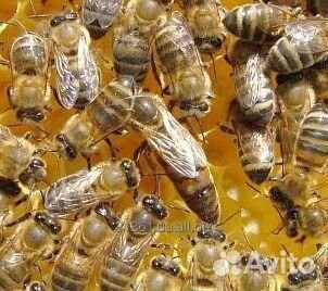 Пчелы, отводки пчел 2020 купить на Зозу.ру - фотография № 1