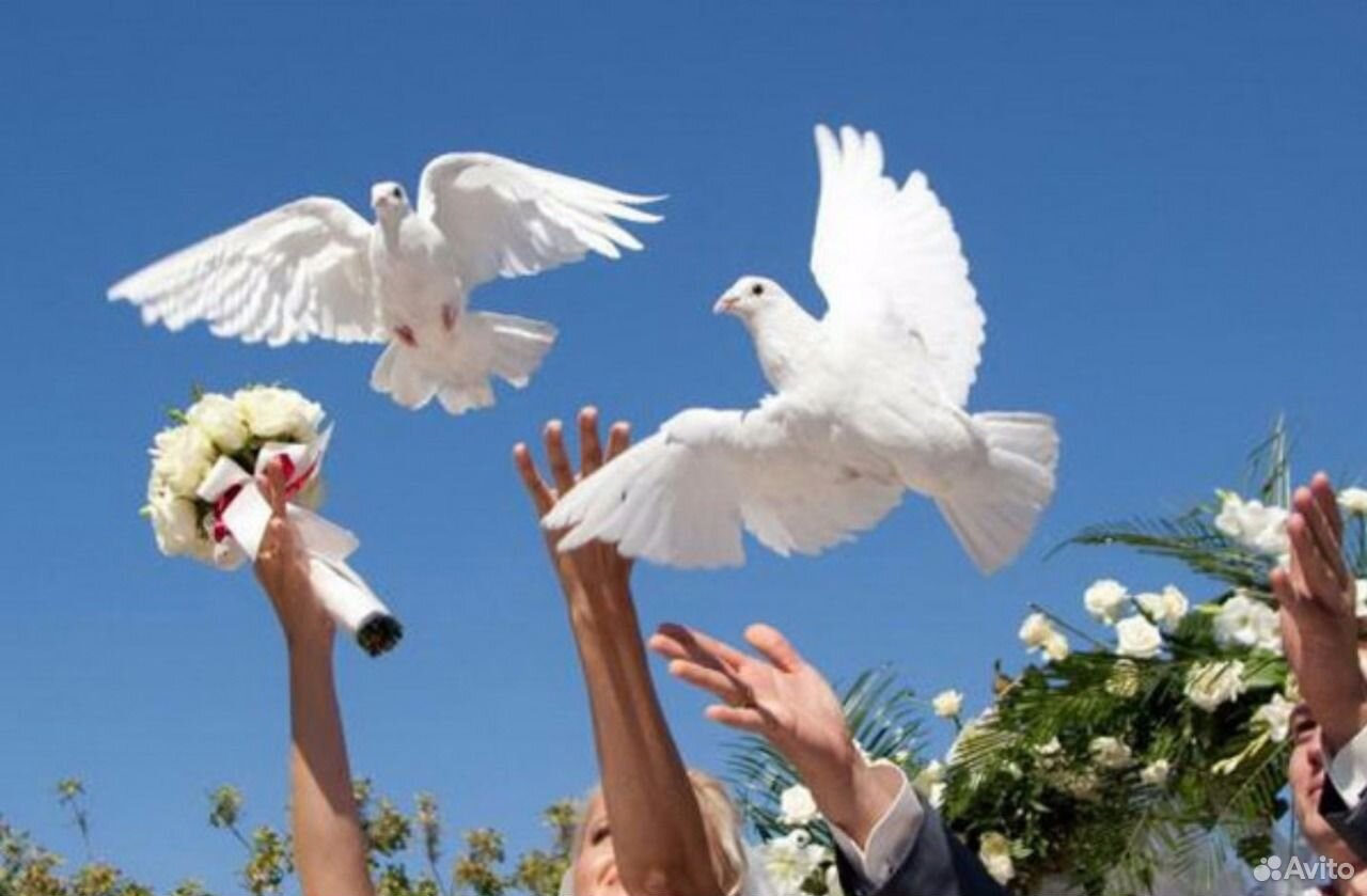 Белые голуби для торжеств купить на Зозу.ру - фотография № 1