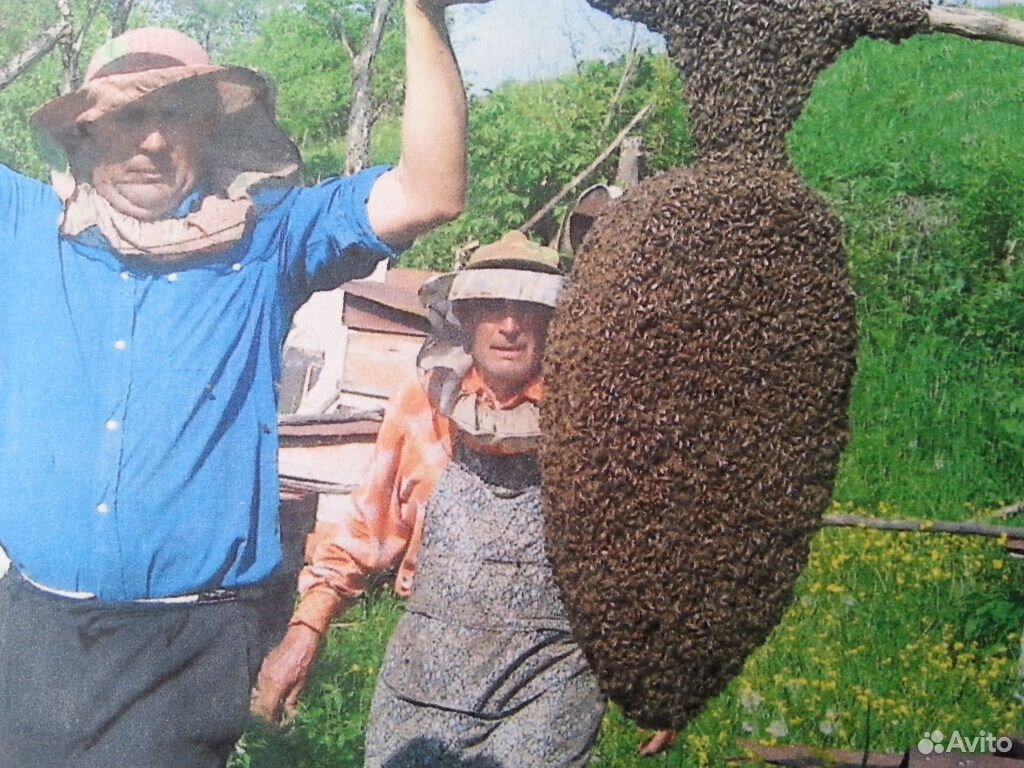 Пчелосемьями купить краснодарский. Пчела Краснодарского края. Пчелы на высадку. Краснодар пчел. Пчеловодство Грузии.