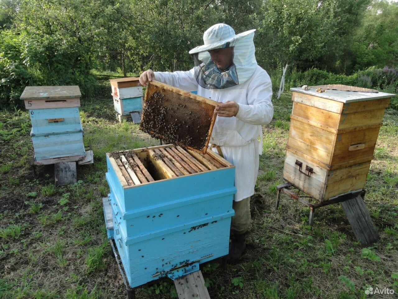 Пчелосемьи купить воронежская. Купить пчелосемьи на авито Ульяновск.