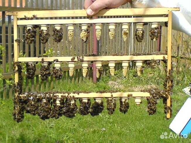 Пчелы,пчелосемьи и пчелопакеты Карника и Бакфаст купить на Зозу.ру - фотография № 1