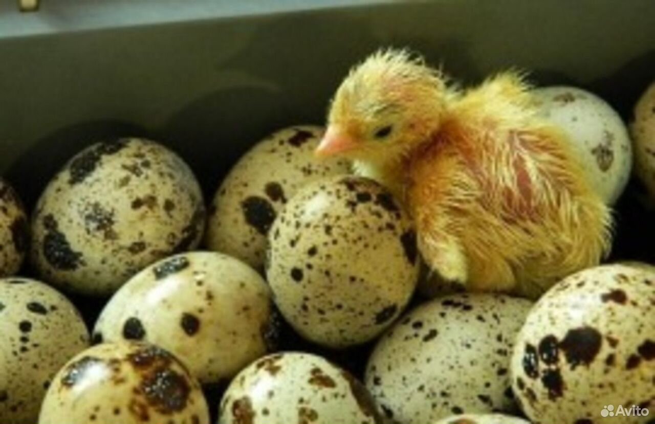 Перепелиные инкубационные яйца купить на Зозу.ру - фотография № 1