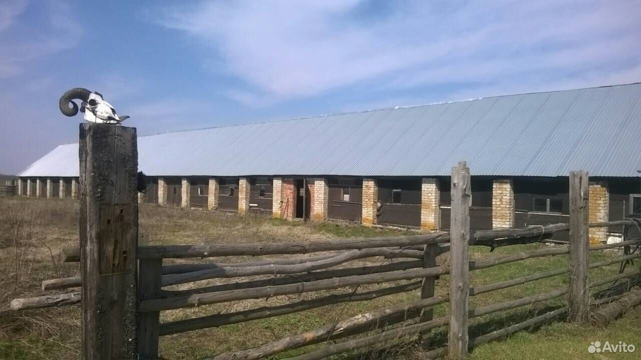 Тарка ферма. Животноводческая ферма село Александрия. Животноводческая ферма Шуруповский. Село Барское Городище животноводческая ферма.