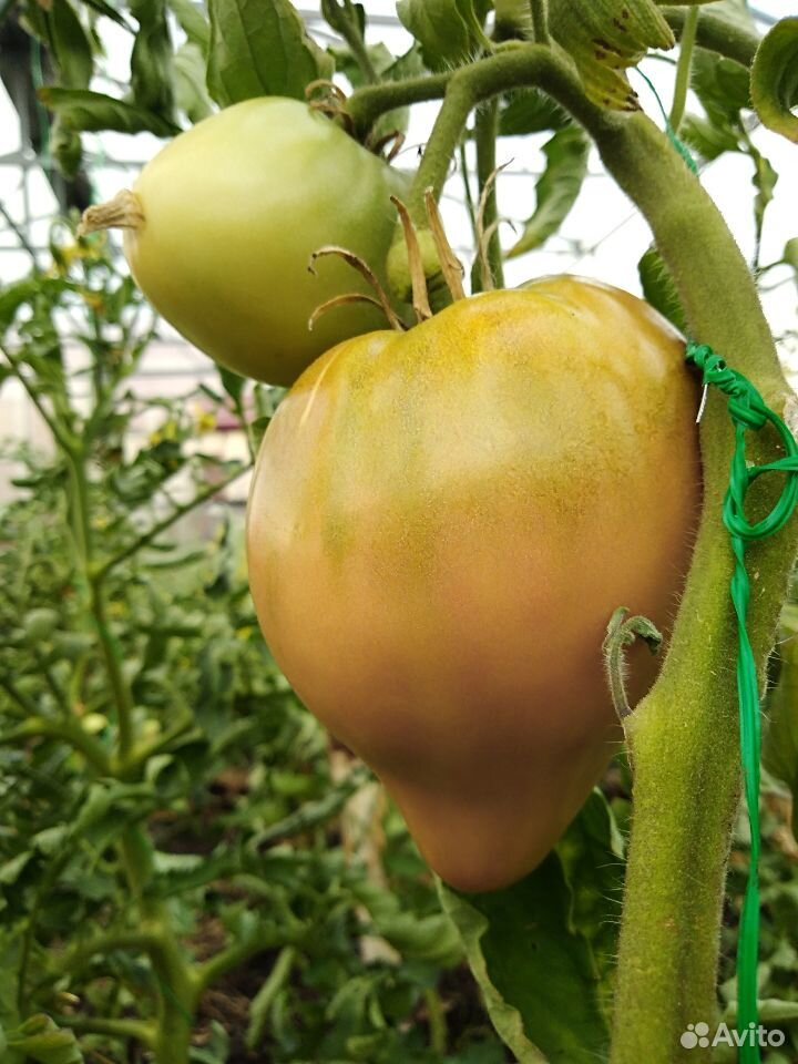 Домашняя помидора помидоры купить на Зозу.ру - фотография № 1