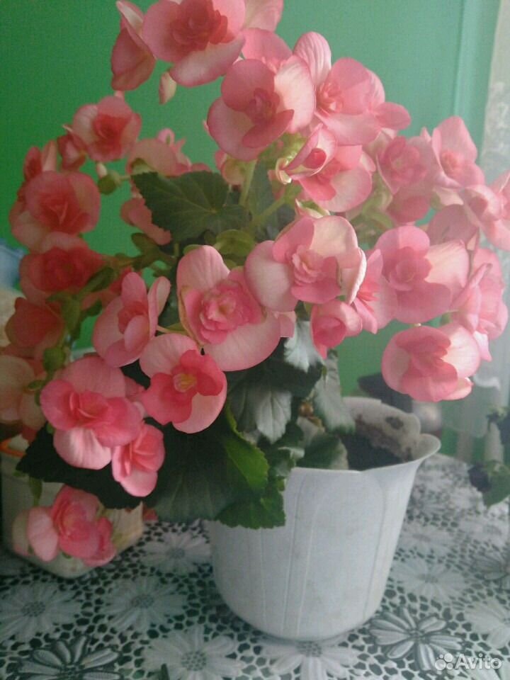 Продам цветок купить на Зозу.ру - фотография № 1