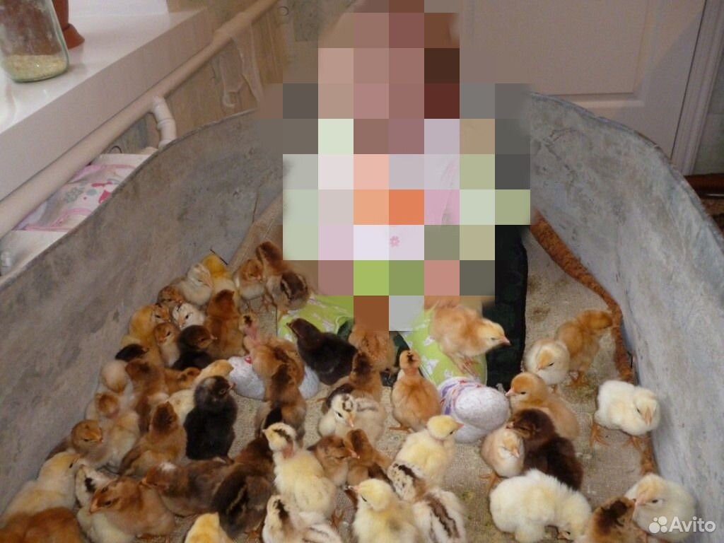 Инкубатор Блиц Норма 72 яйца купить на Зозу.ру - фотография № 7