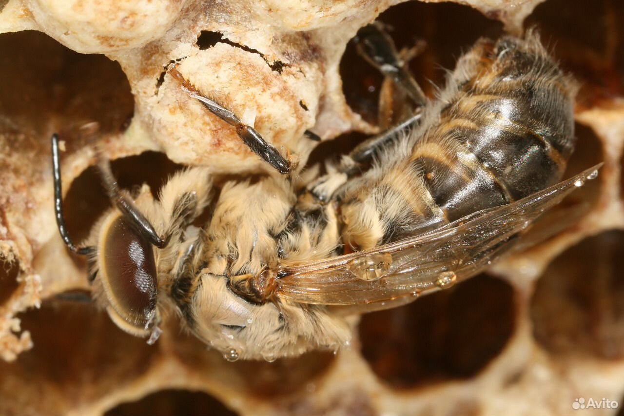 Пчела осмия Руфа. Melipona quadrifasciata. Осмия насекомое. Пчела Каменщица гнездо.