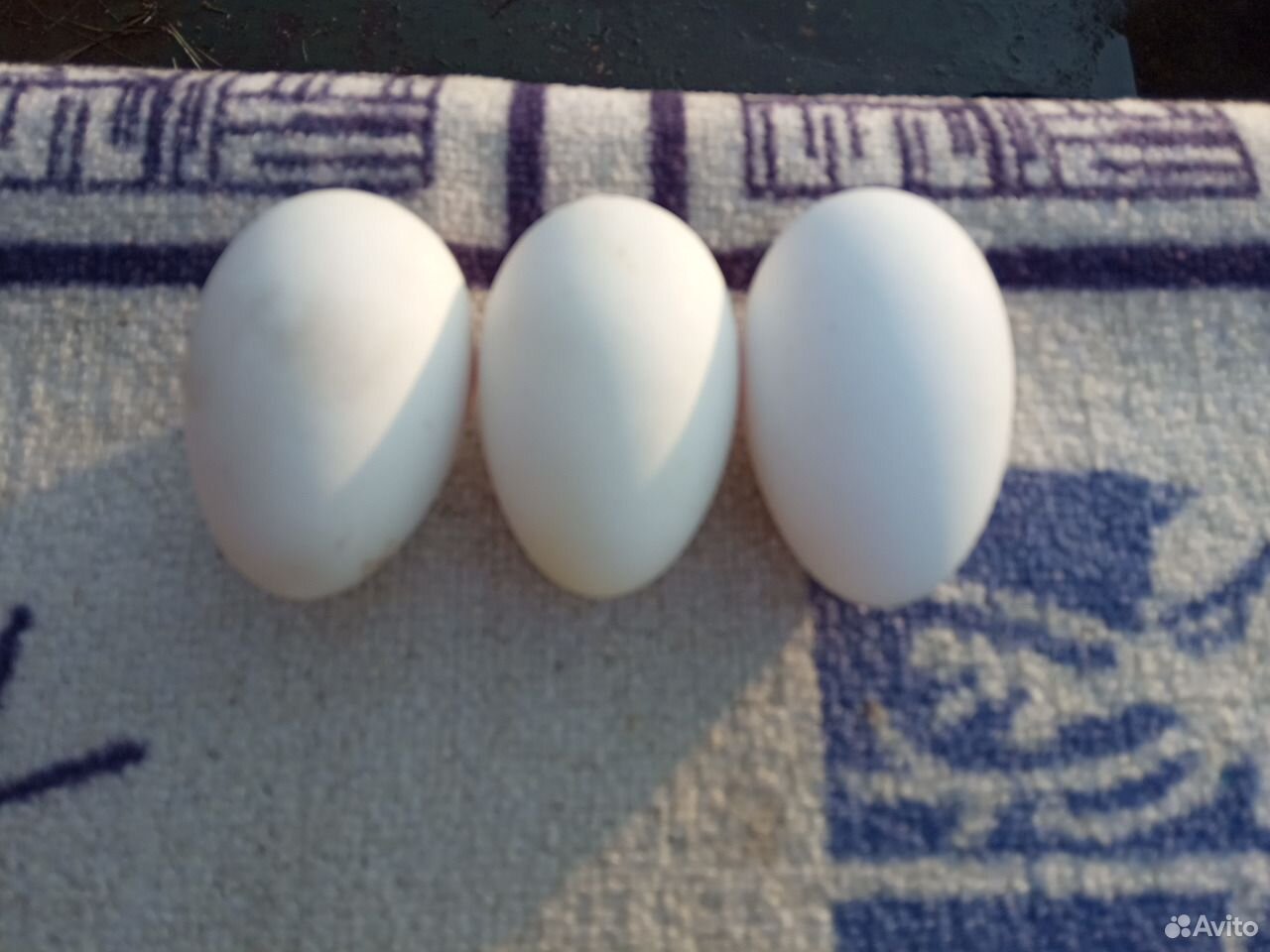 Инкубационное яицо гусей купить на Зозу.ру - фотография № 2