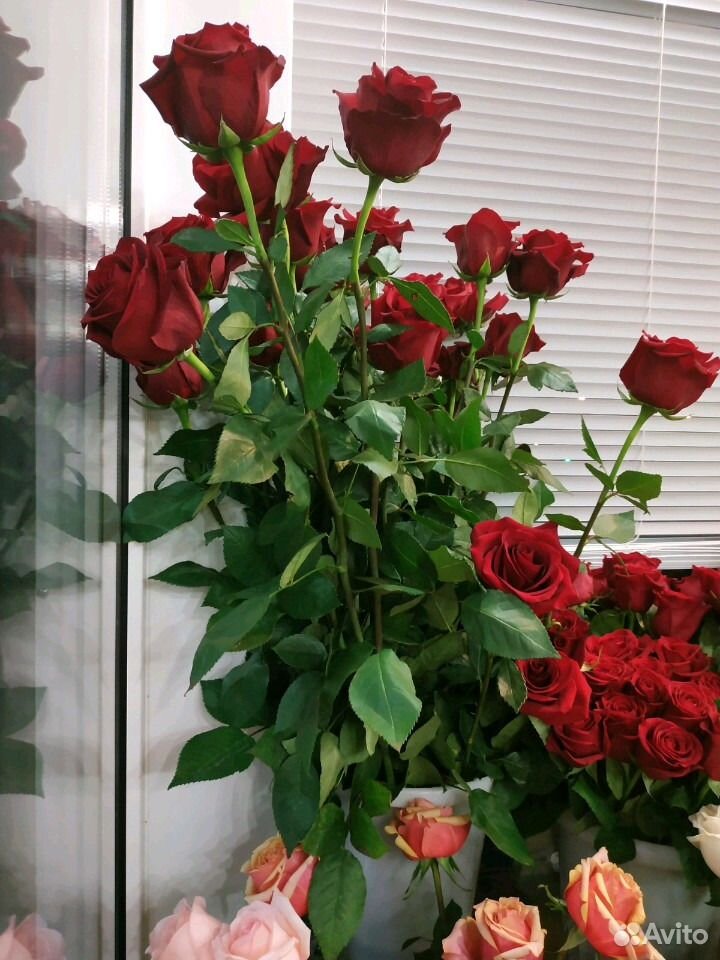 Розы метровые высокие с доставкой за час купить на Зозу.ру - фотография № 1