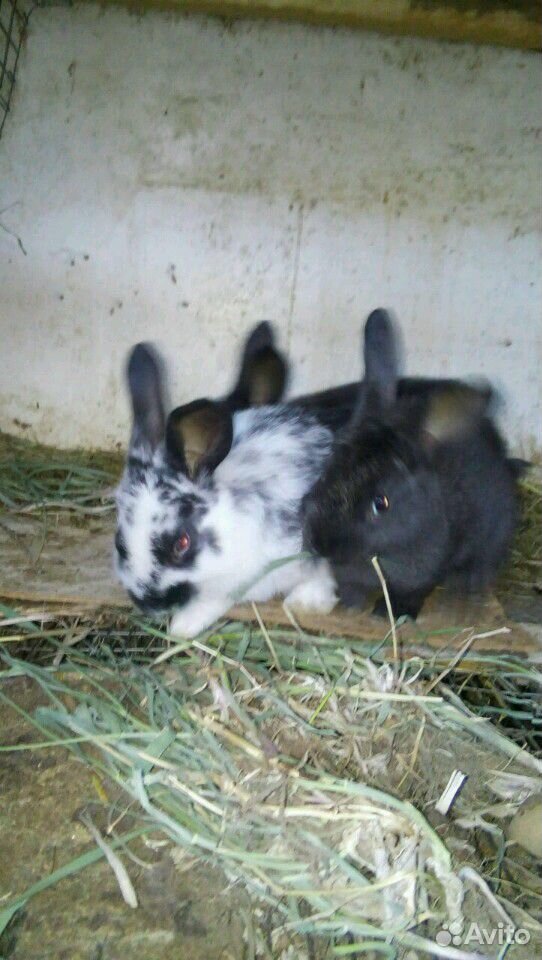 Кролики 5-6 мес. Хорошие помеси готовы к размножен купить на Зозу.ру - фотография № 1