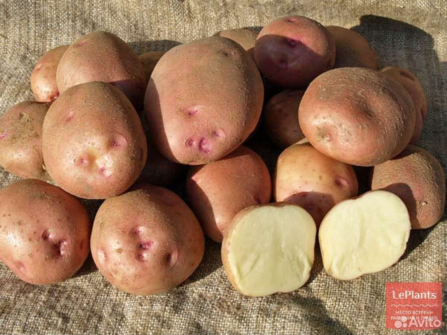 Картошка деревенская купить на Зозу.ру - фотография № 1
