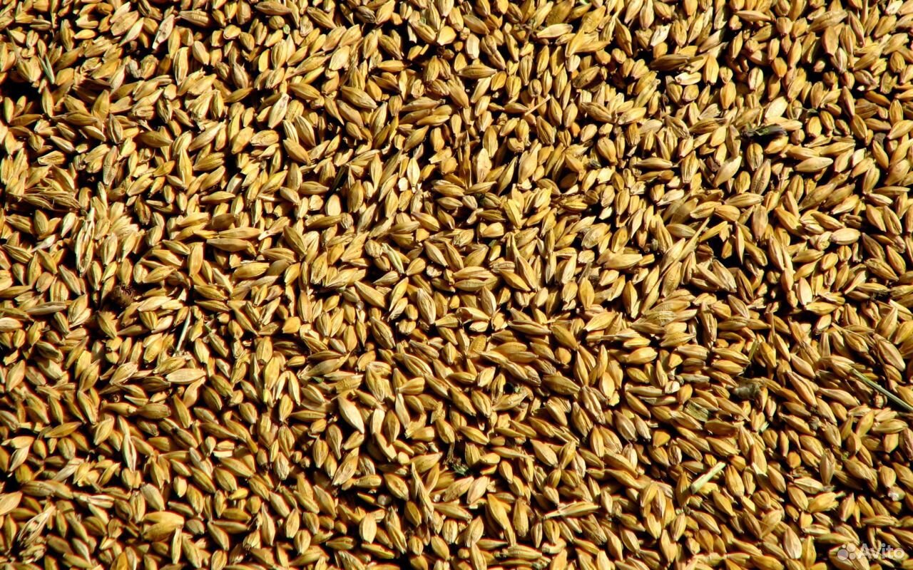 Семена пшеница ингала, Челяба75 купить на Зозу.ру - фотография № 1
