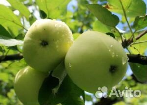 Саженцы яблони, груши, вишни, сливы купить на Зозу.ру - фотография № 1