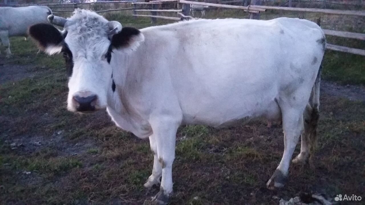 Коровы молочные купить на Зозу.ру - фотография № 5