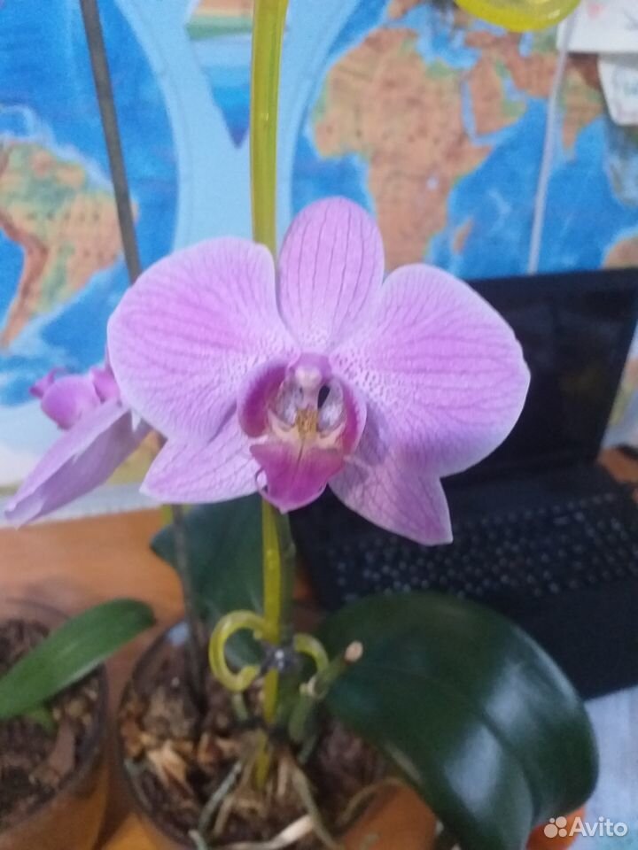 Орхидея фаленопсис купить на Зозу.ру - фотография № 4