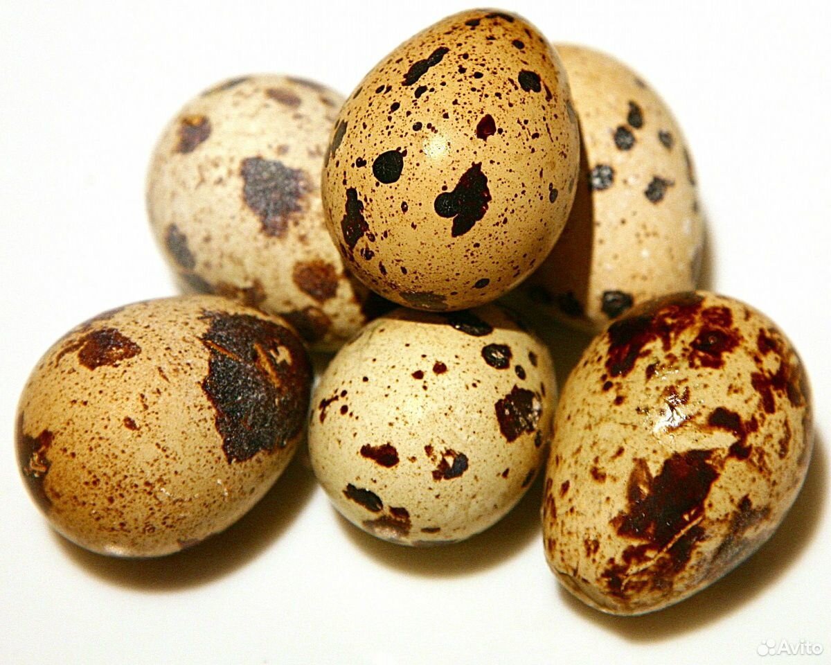 Яйца перепелиные 30шт купить на Зозу.ру - фотография № 2