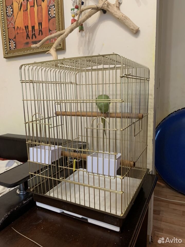 Ожереловый попугай с клеткой купить на Зозу.ру - фотография № 6