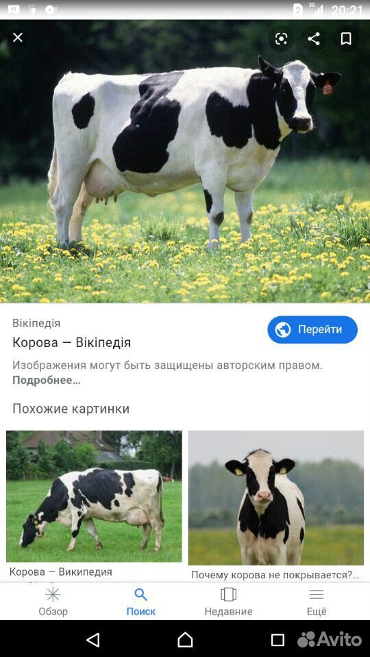 Продаю корову купить на Зозу.ру - фотография № 1