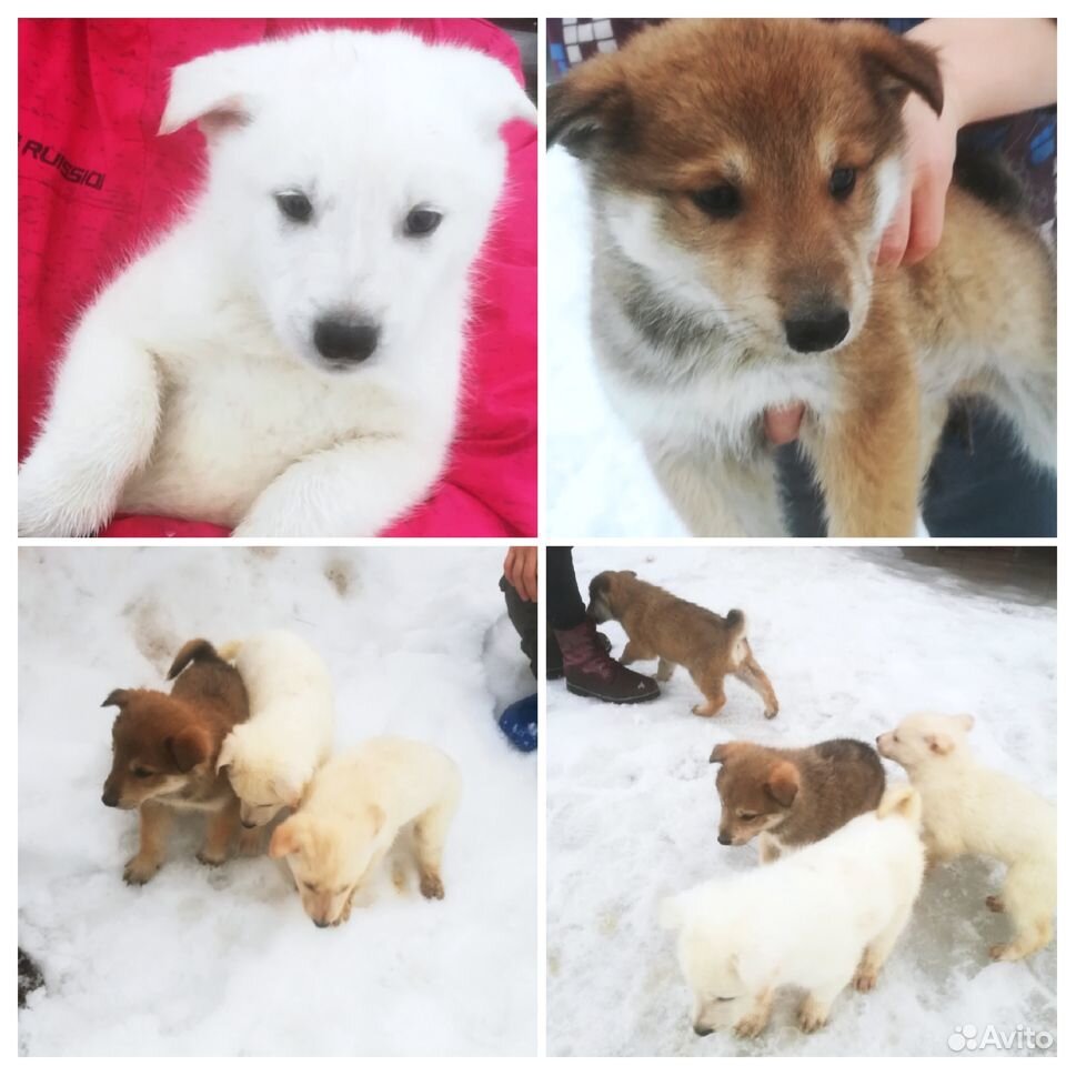 Обновление в лайке питомцы