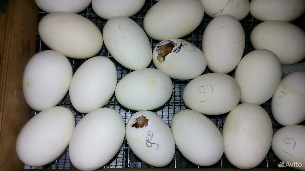 Инкубационное яйцо утки Голубой фаворит купить на Зозу.ру - фотография № 1