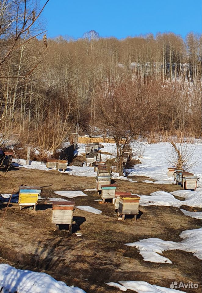 Здоровые пчелосемьи купить на Зозу.ру - фотография № 2