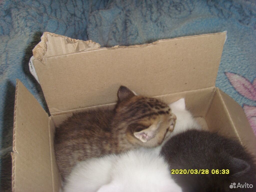Котята - две кошечки и один котик купить на Зозу.ру - фотография № 2