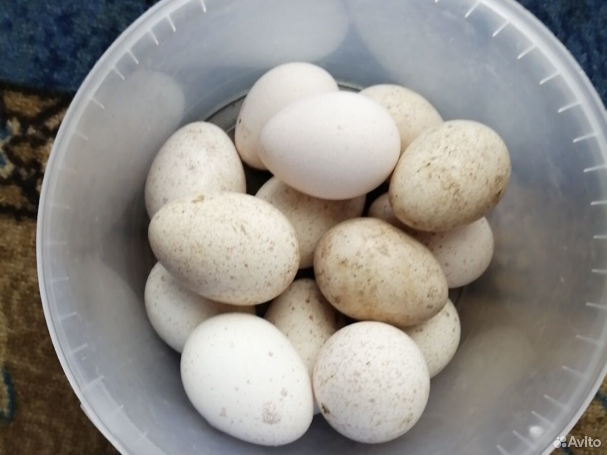 Яйца индюшинные купить на Зозу.ру - фотография № 2