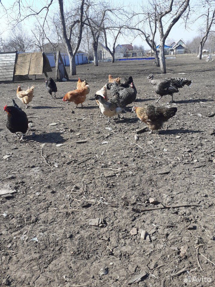 Яйца чернокожих кур купить на Зозу.ру - фотография № 5