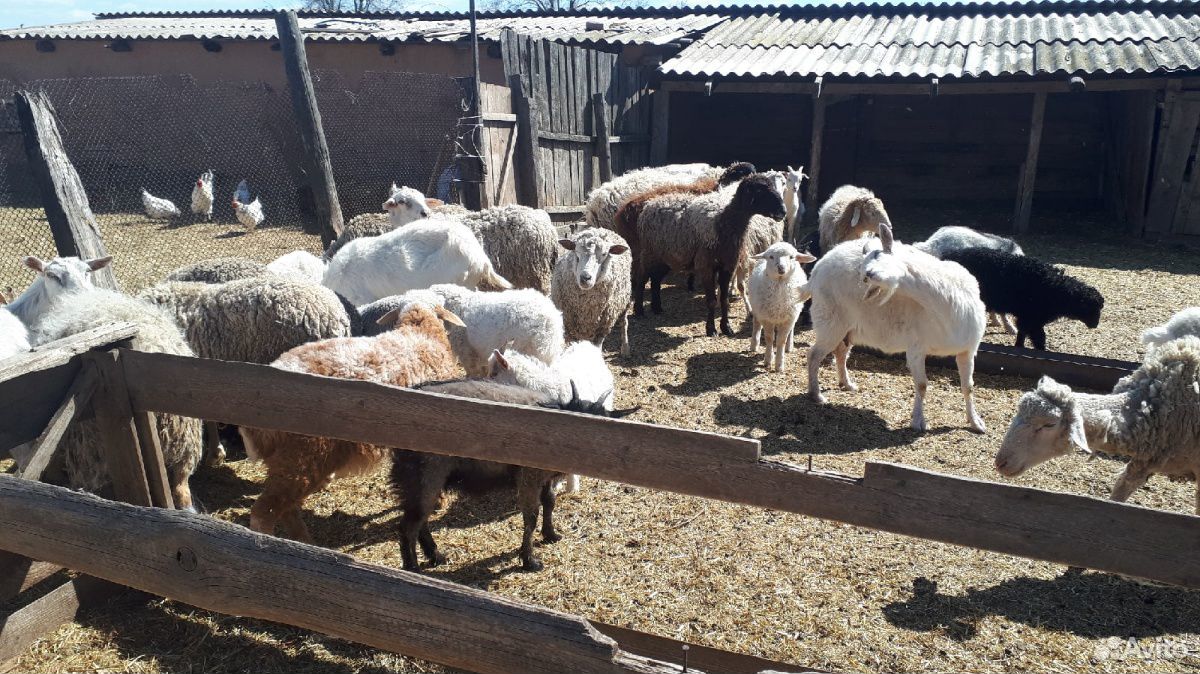 Продам овец и коз всем стадом купить на Зозу.ру - фотография № 2