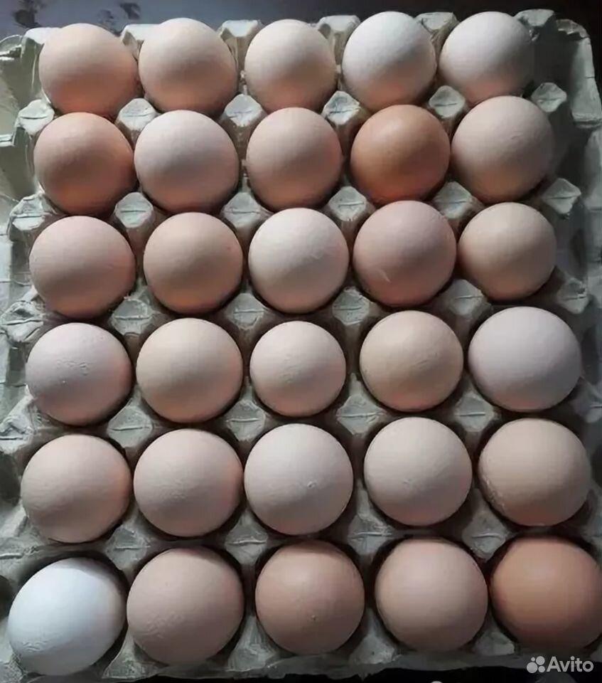 Купить Инкубационное Яйцо В Тюмени На Авито