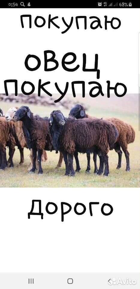 Баран овцы ягнята купить на Зозу.ру - фотография № 1
