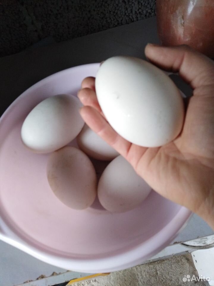 Яйца гусей породы Линда купить на Зозу.ру - фотография № 1