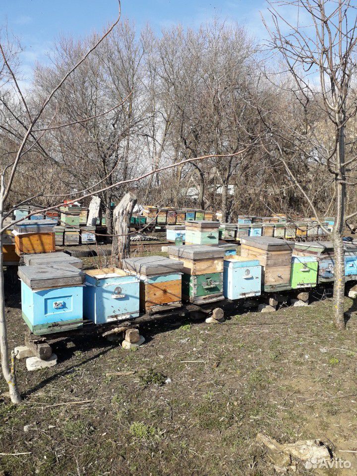 Пчедосемьи купить на Зозу.ру - фотография № 2