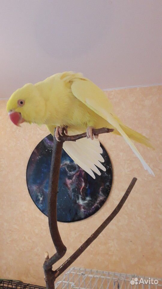 Ожереловый попугай(самочка) жёлтая купить на Зозу.ру - фотография № 2
