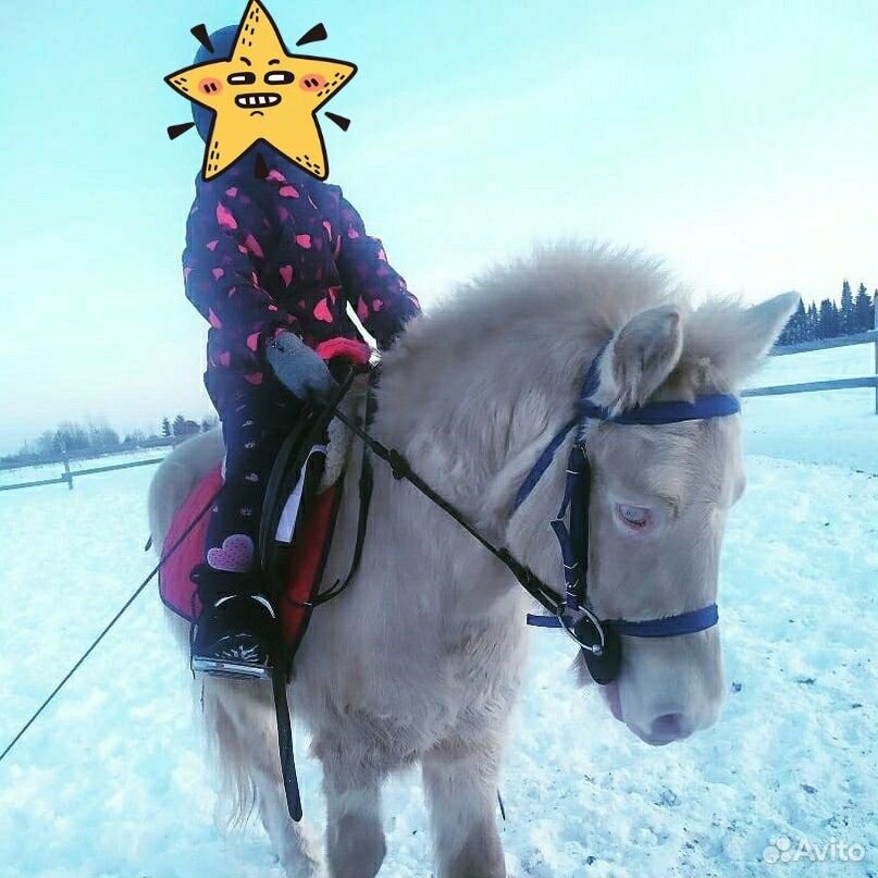 Мерин пони-класс 4 года, кобылы пони купить на Зозу.ру - фотография № 1