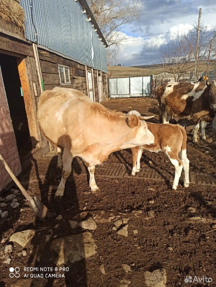 Корова молочный купить на Зозу.ру - фотография № 3