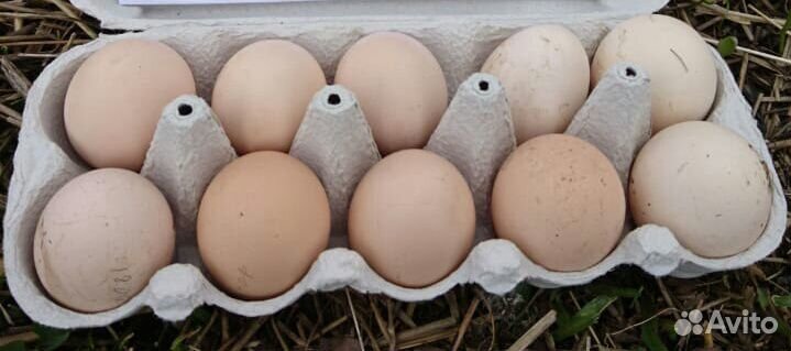 Яйцо инкубационное куриное (плимутрок, австралорп) купить на Зозу.ру - фотография № 1