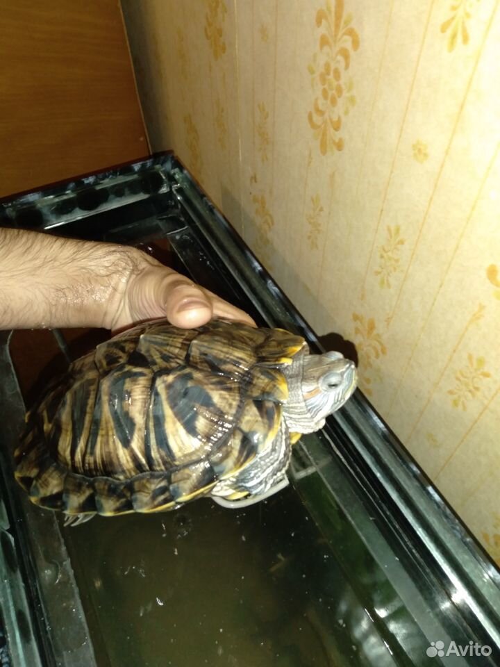 Черепаха красноухая купить на Зозу.ру - фотография № 1