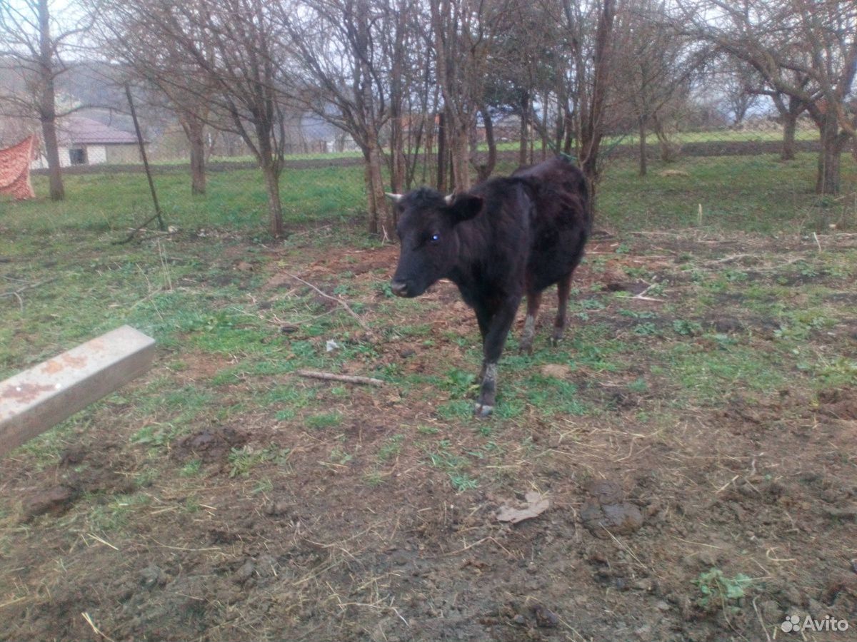 Коровы, бычки купить на Зозу.ру - фотография № 5