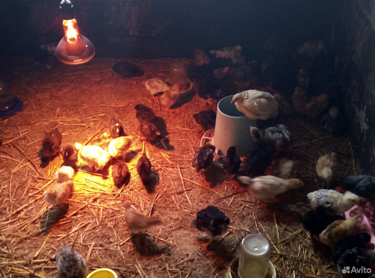 Цыплята домашние, яйцо купить на Зозу.ру - фотография № 1