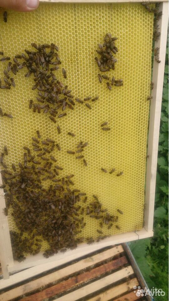 Продаю пчелосемьи купить на Зозу.ру - фотография № 2