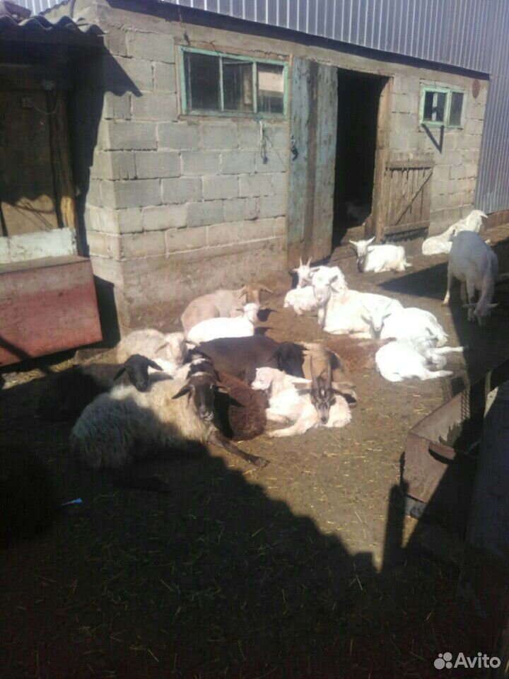 Продам коз и баранов купить на Зозу.ру - фотография № 2
