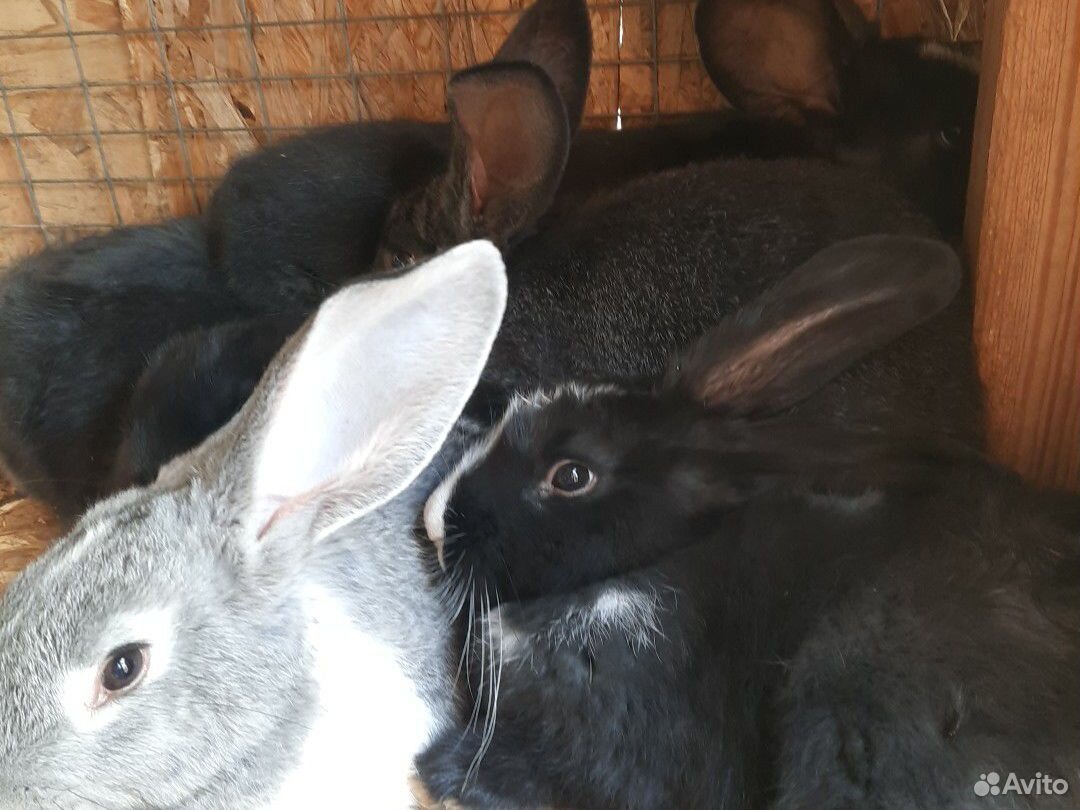 Кролики породы Фландер купить на Зозу.ру - фотография № 2