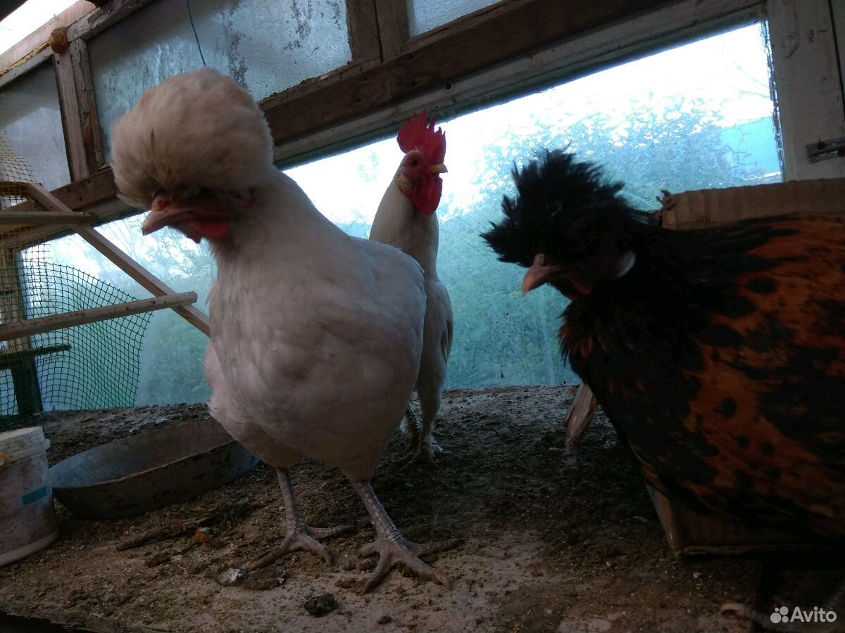 Яйцо, цыплята, индоутки купить на Зозу.ру - фотография № 5