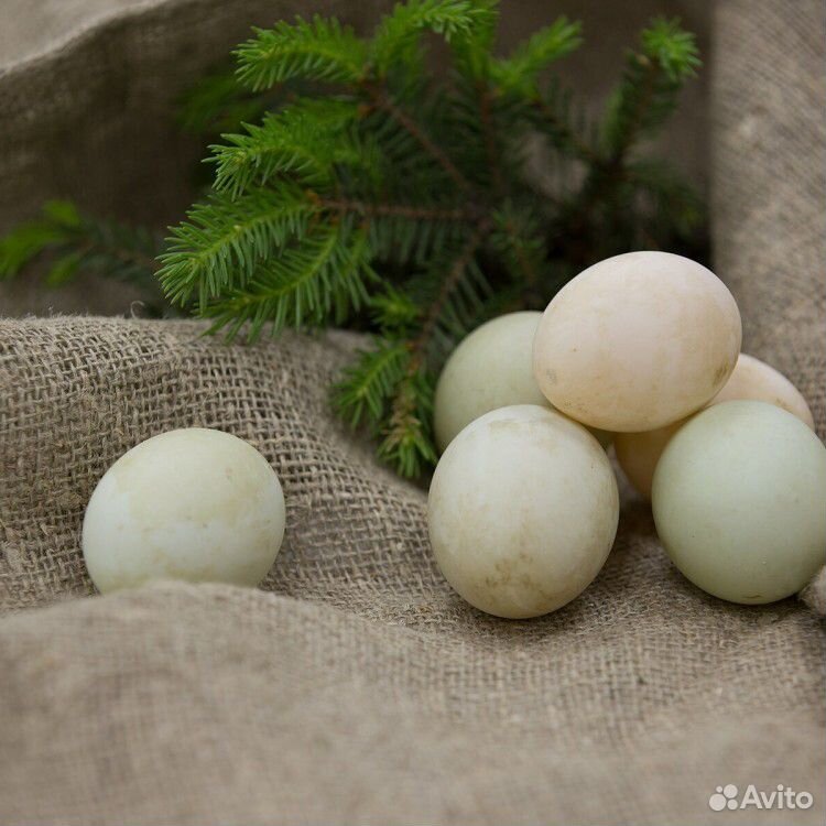 Утиные яйца шипунов купить на Зозу.ру - фотография № 1