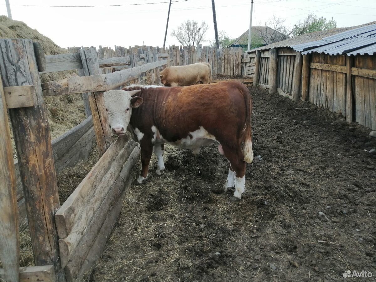 Продам быков купить на Зозу.ру - фотография № 6