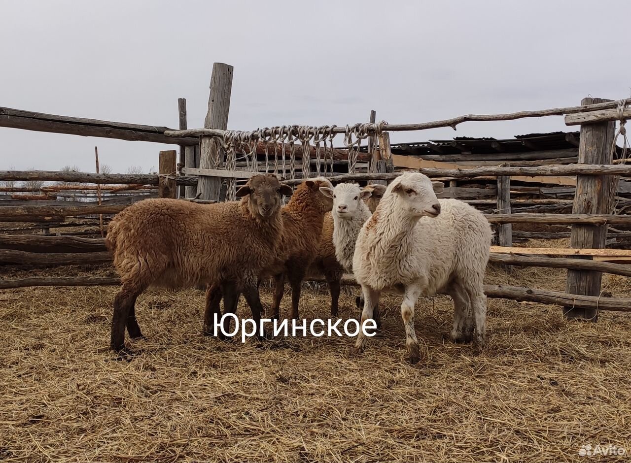 Катумские овцы купить на Зозу.ру - фотография № 5