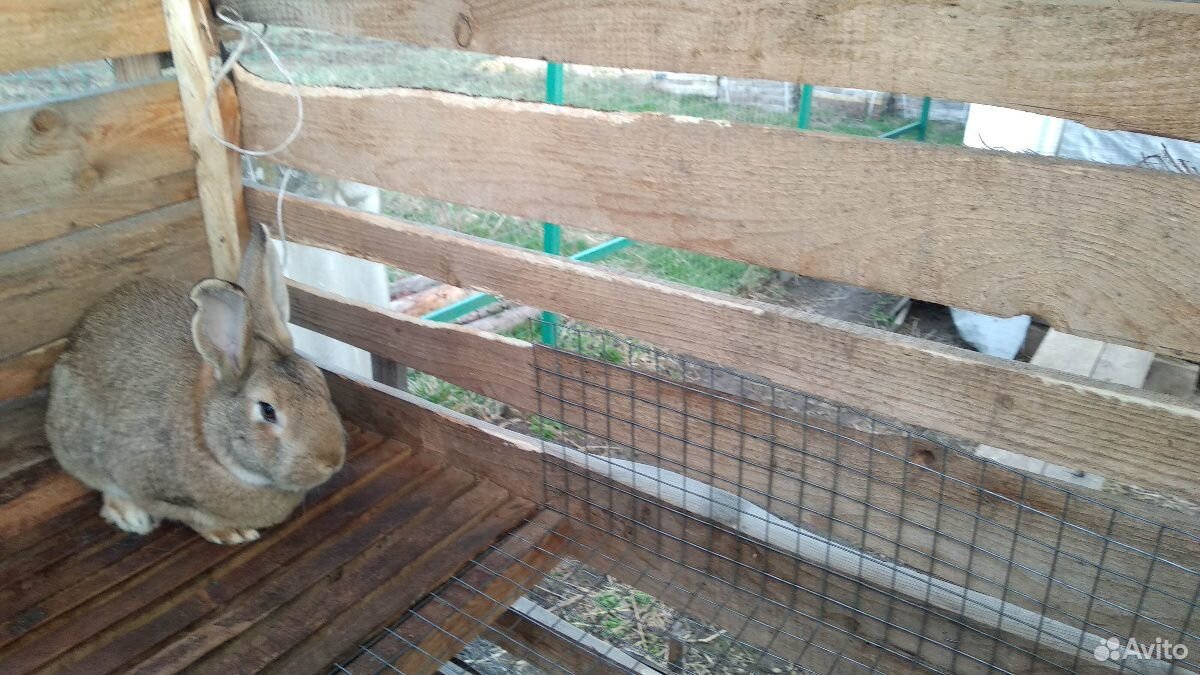 Кролики обмен на кур, индюшат купить на Зозу.ру - фотография № 2