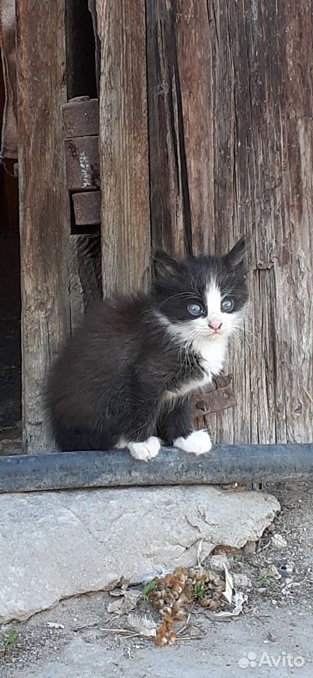 Котёнки 2 месяц купить на Зозу.ру - фотография № 1